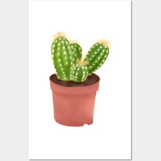 Cactus Drawing Posters and Art